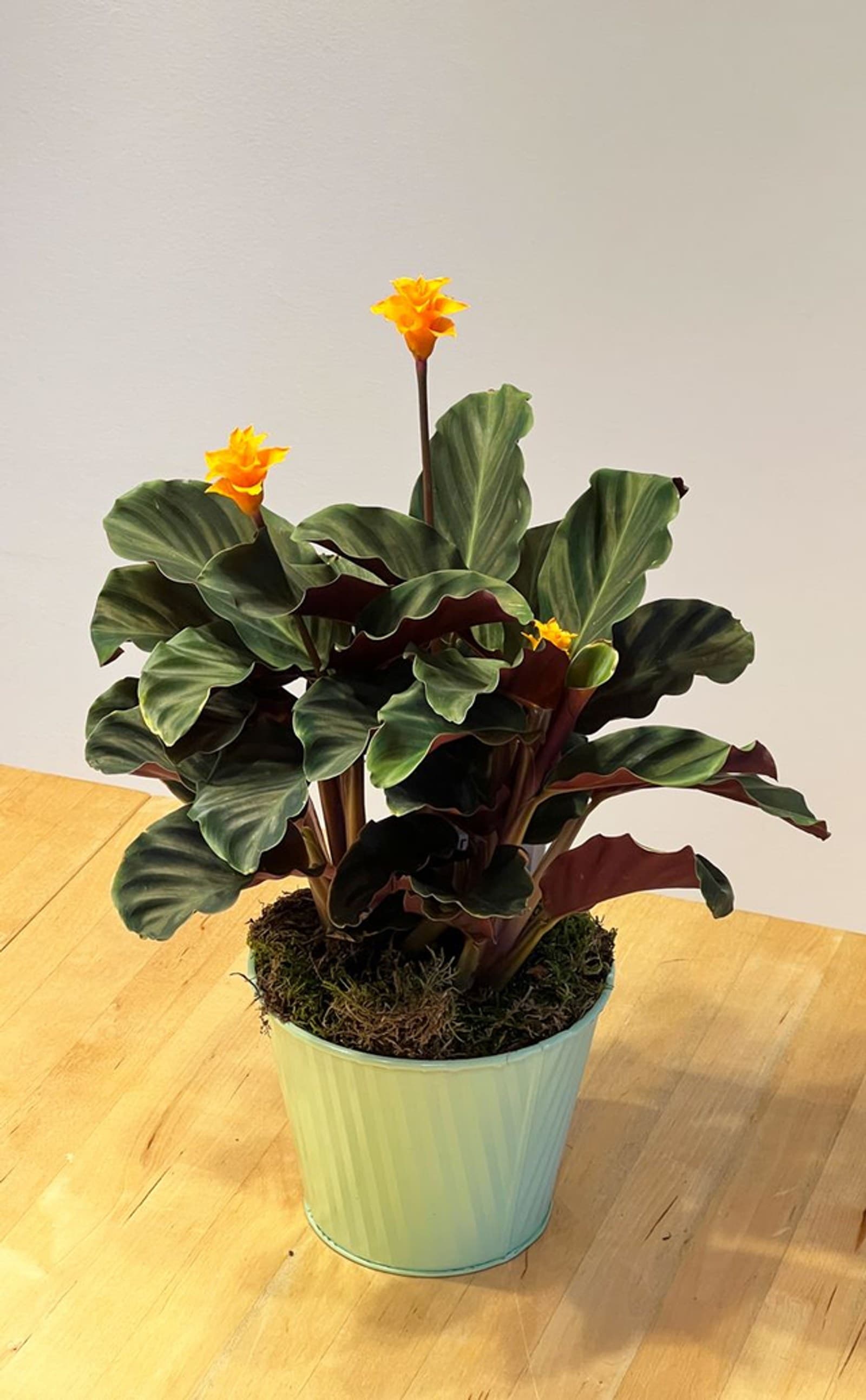 Calathea Tassmania
