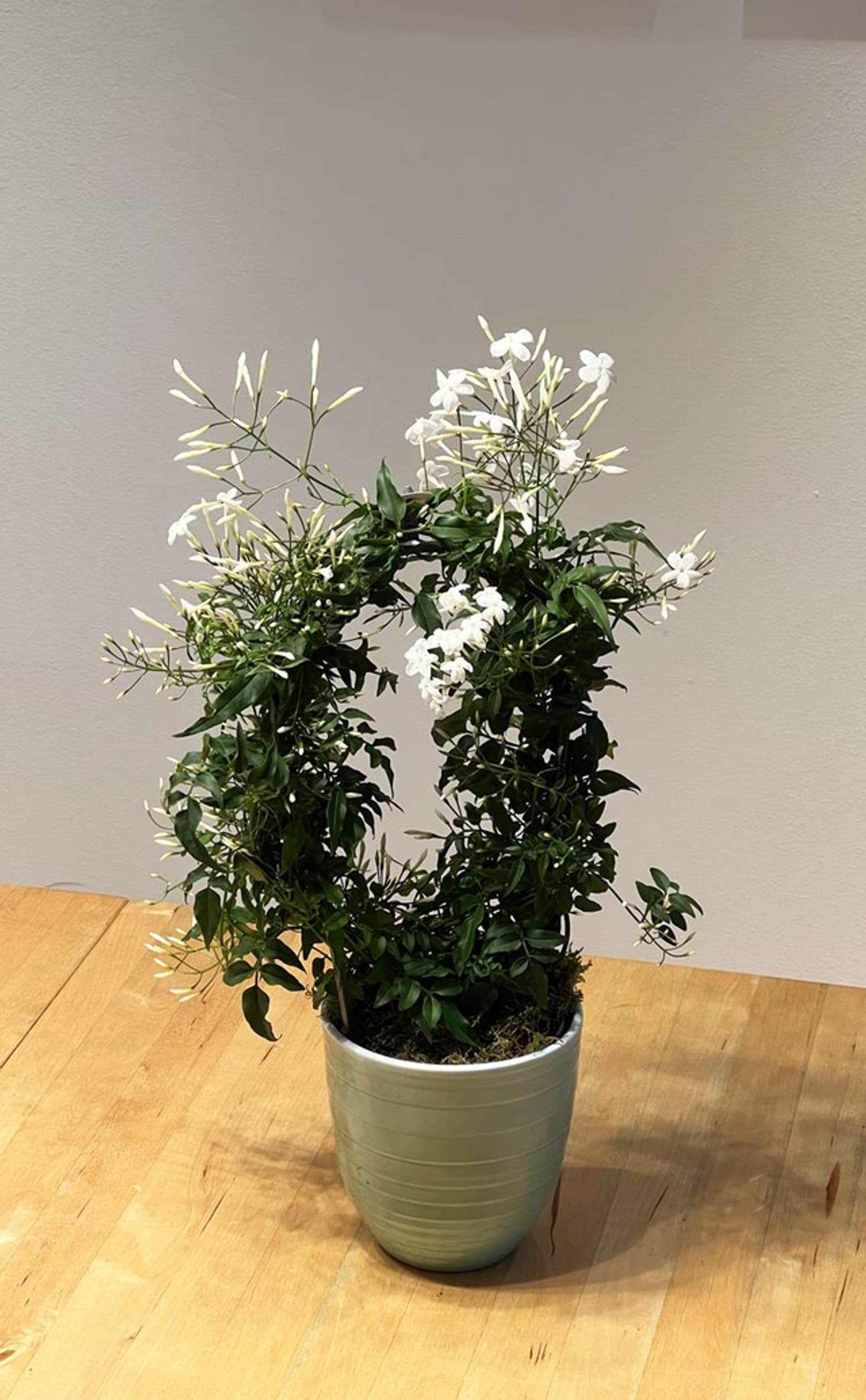 Jasmin im Steintopf