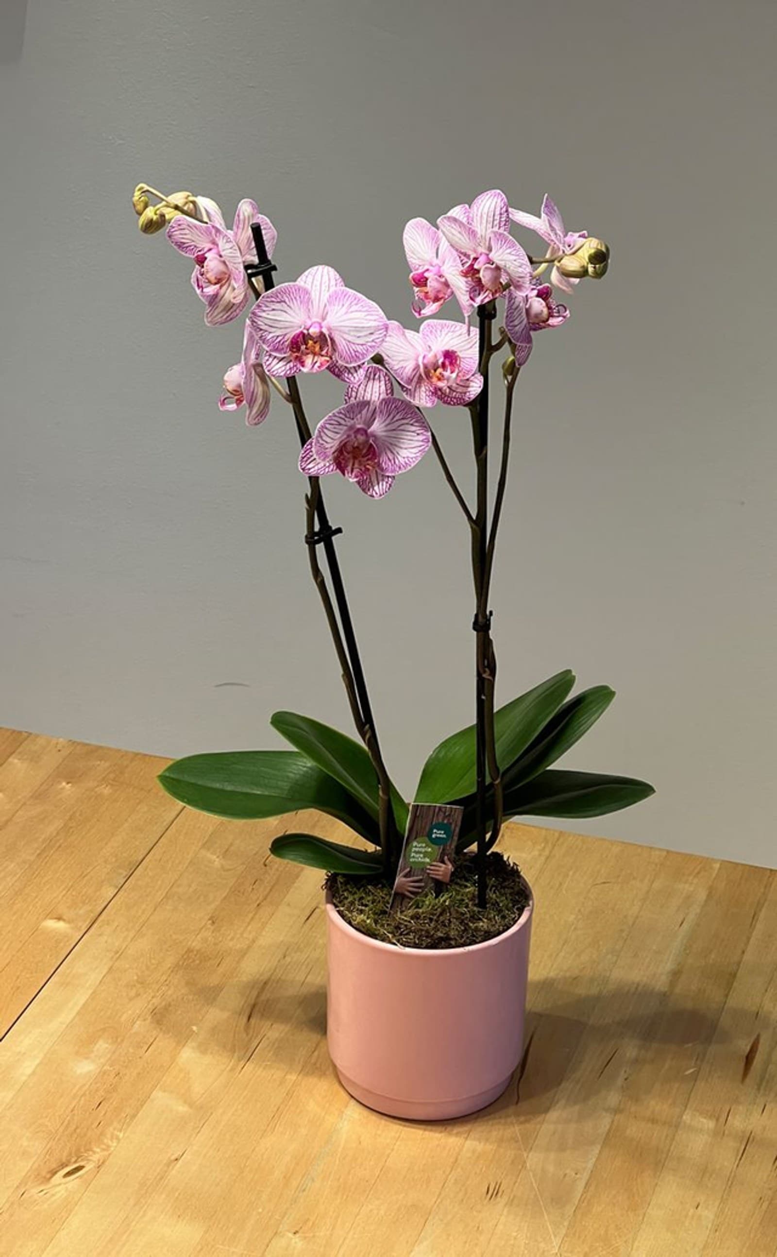 Orchidee 2-Trieber