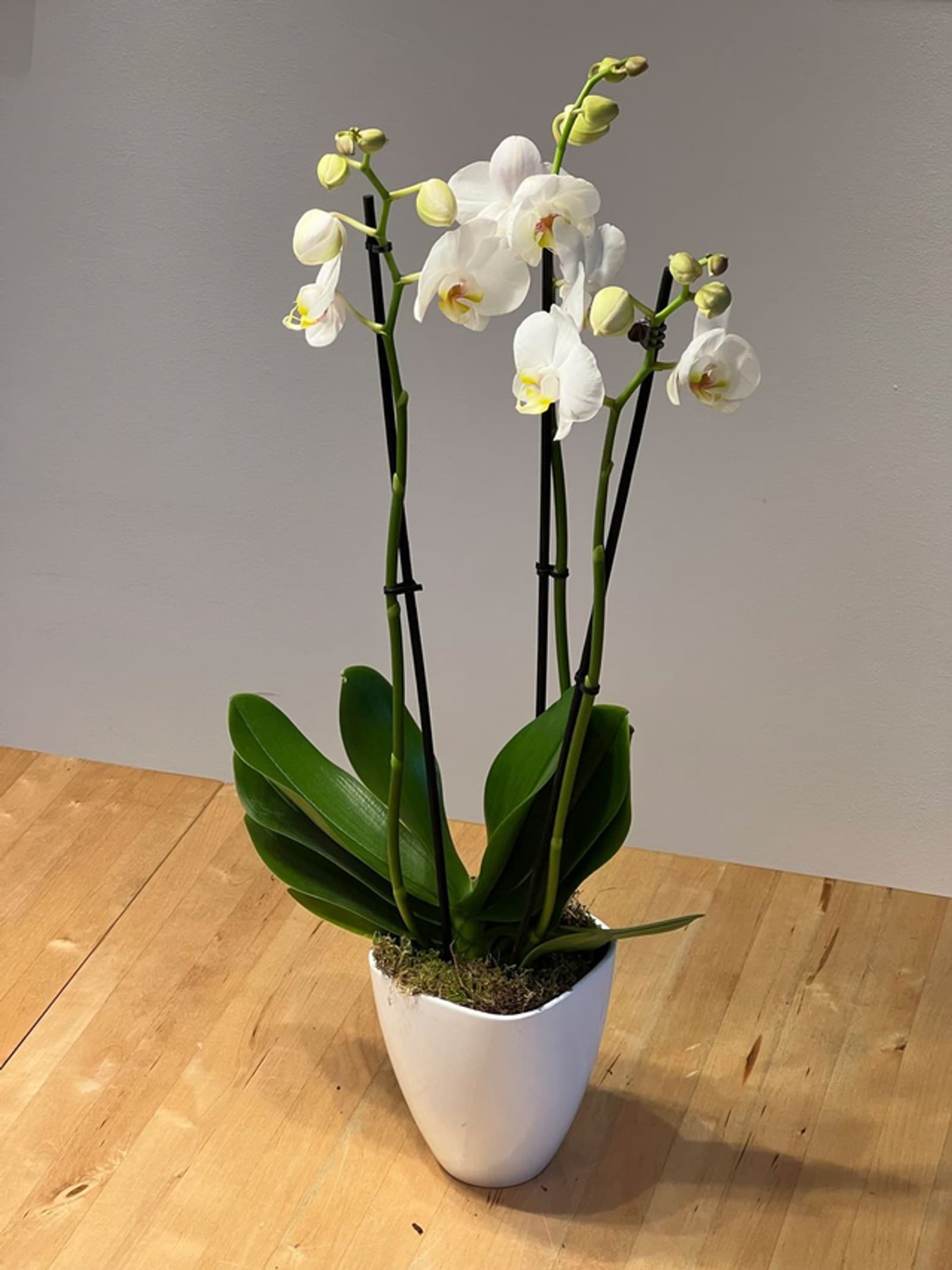 Orchidee 3-Trieber