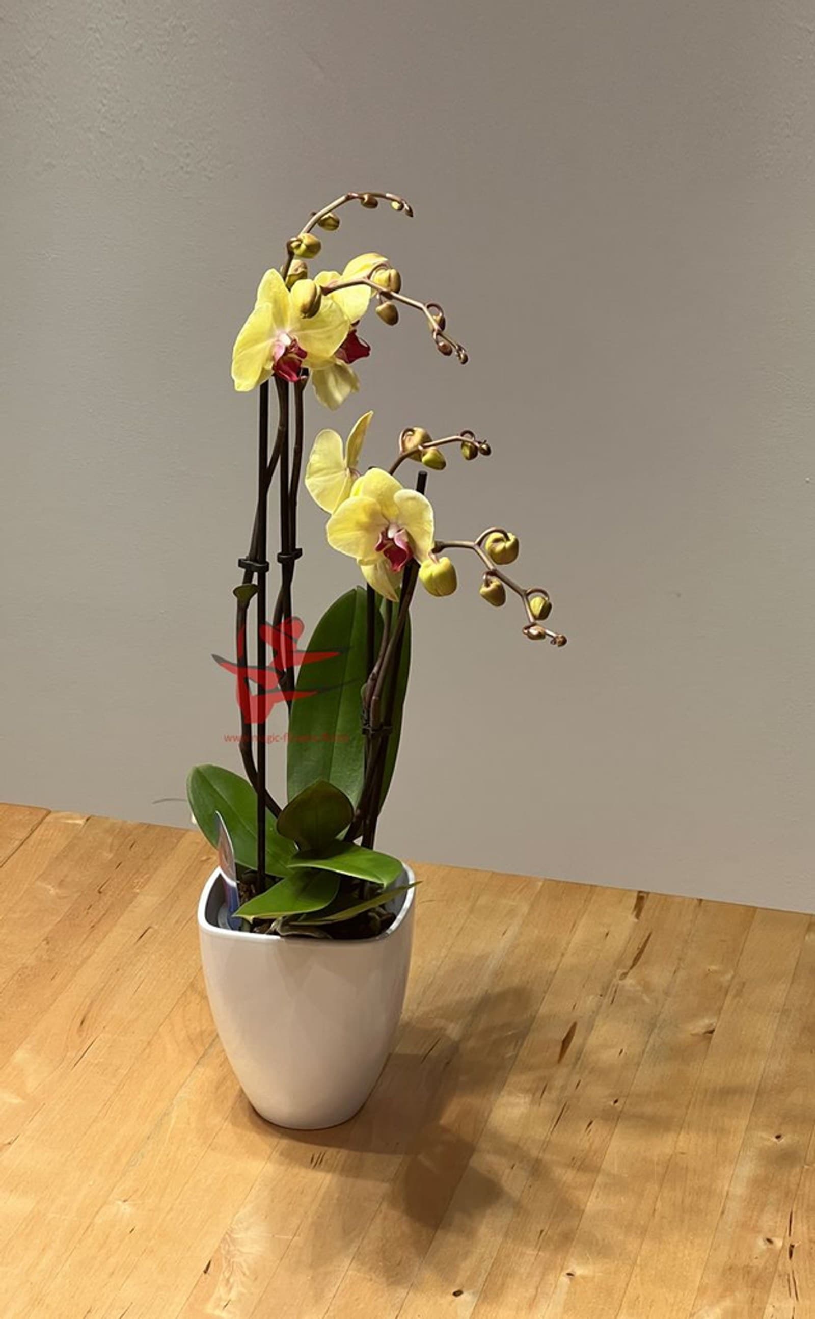 Orchidee 4-Trieber in Gelb