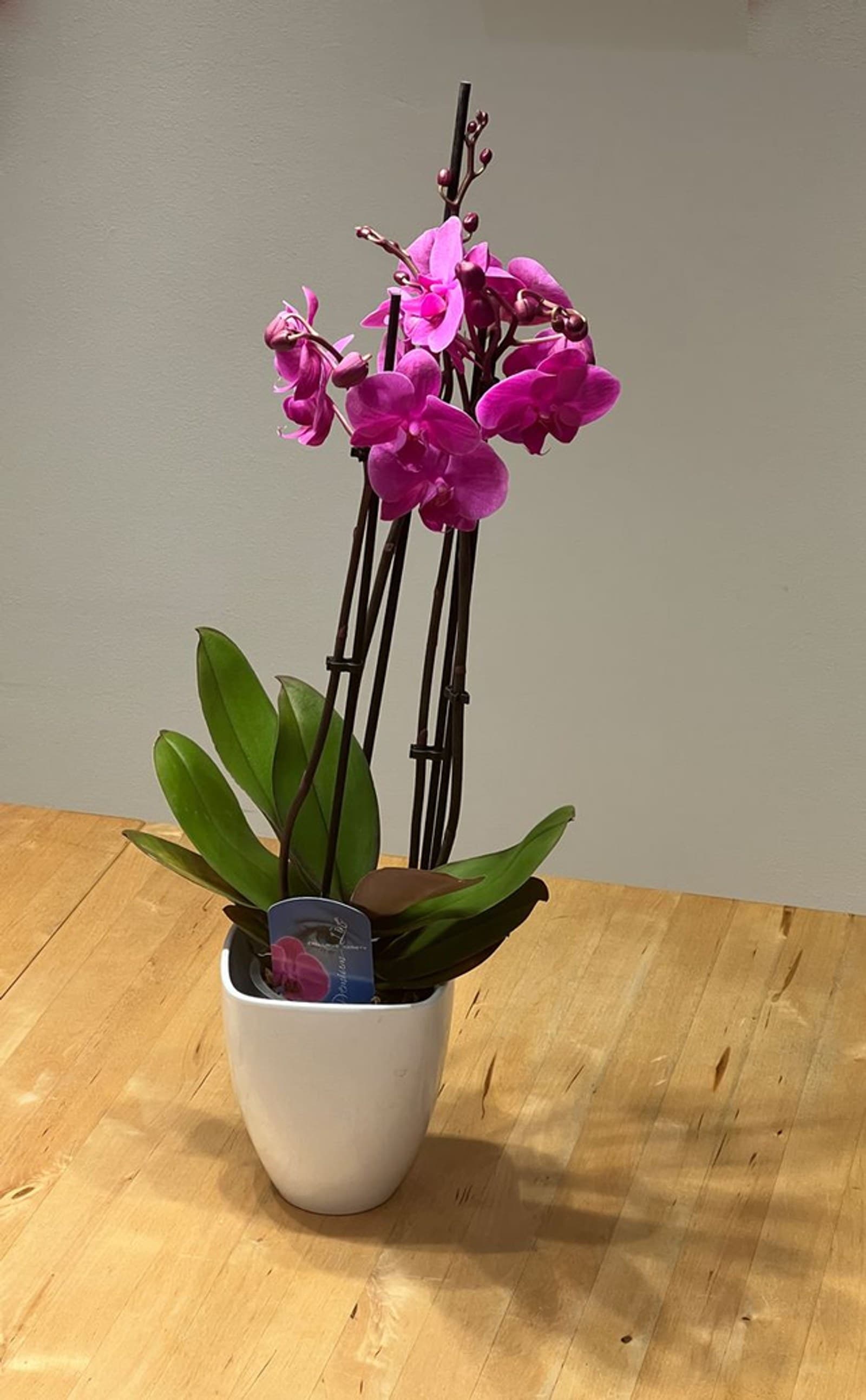 Orchidee 4-Trieber in Pink