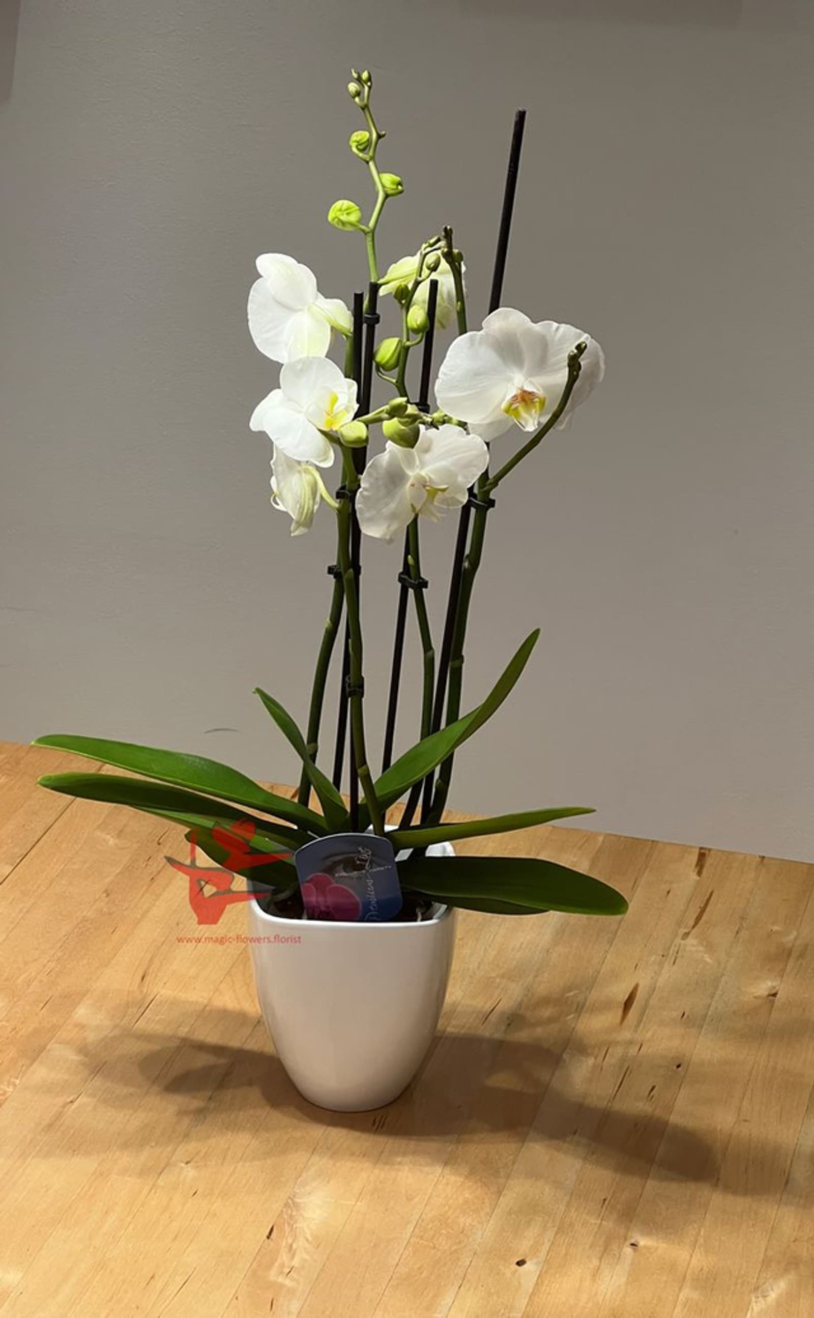 Orchidee 4-Trieber in Weiß
